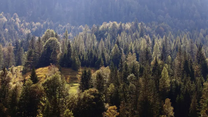 Wälder und Forstwirtschaft Wälder und Forstwirtschaft