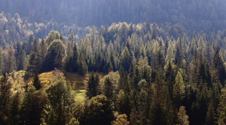 Wälder und Forstwirtschaft Wälder und Forstwirtschaft