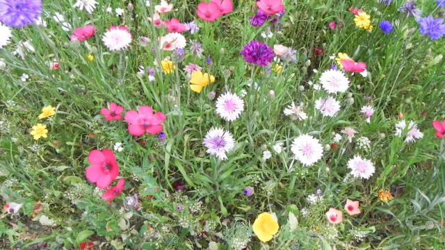 Blumenwiese (Foto: Heinz Walther) Blumenwiese (Foto: Heinz Walther)