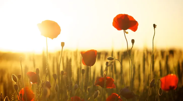 poppies-ga20650b11_1920_pixabay (Foto: Dani Géza/pixabay.com) poppies-ga20650b11_1920_pixabay (Foto: Dani Géza/pixabay.com)